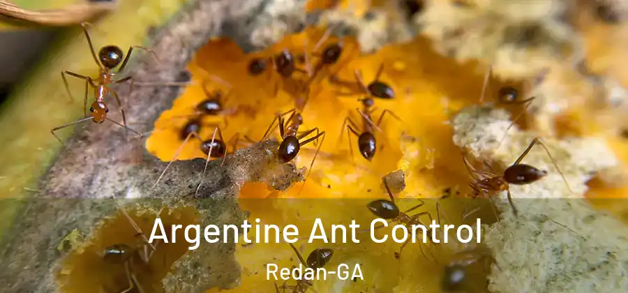Argentine Ant Control Redan-GA