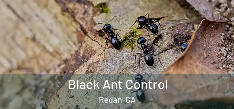 Black Ant Control Redan-GA
