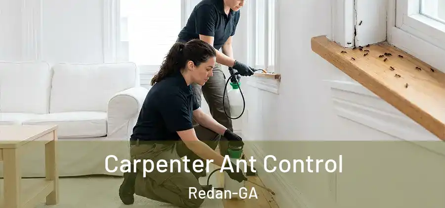 Carpenter Ant Control Redan-GA