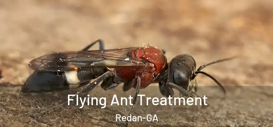 Flying Ant Treatment Redan-GA