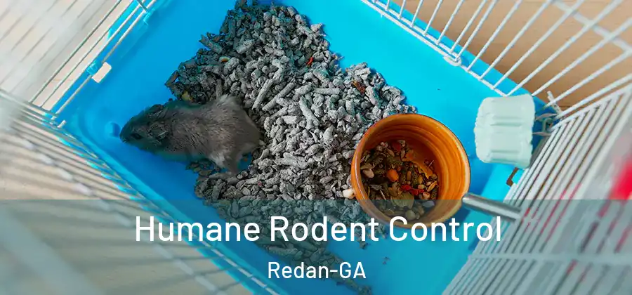 Humane Rodent Control Redan-GA