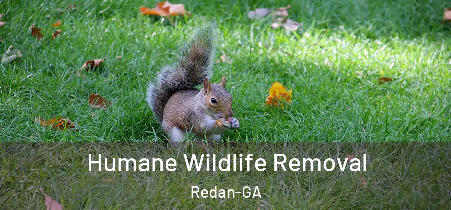 Humane Wildlife Removal Redan-GA