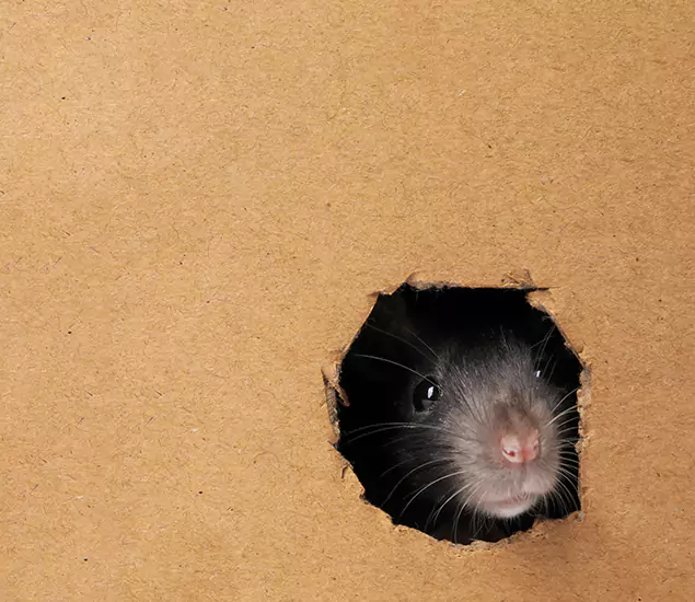 Rats in Attic Removal Experts in Redan, GA