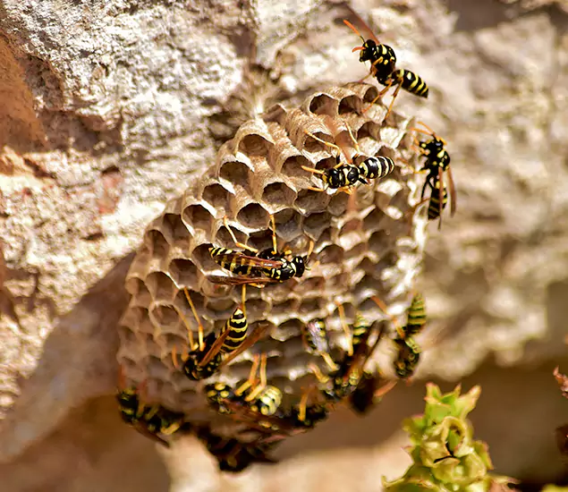 Your Best Wasp Removal Company in Redan, GA