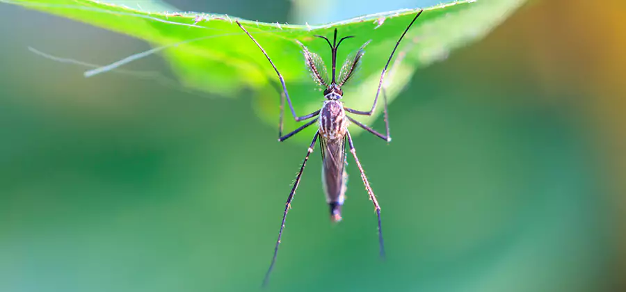 Natural Mosquito Spray for Yard in Redan