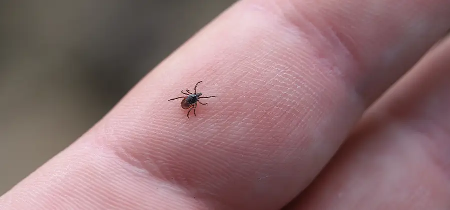 Infection Prevention for Bed Bug Bites in Redan