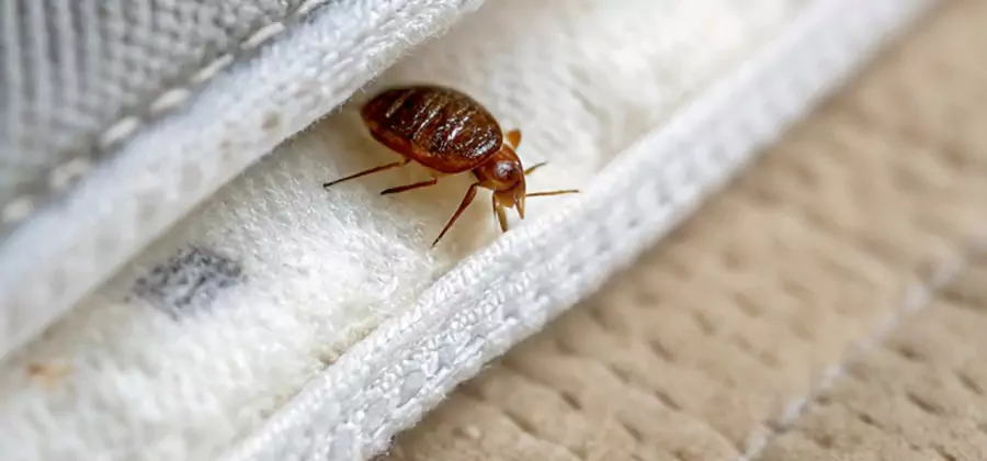 Tenting Bed Bug Fumigation in Redan