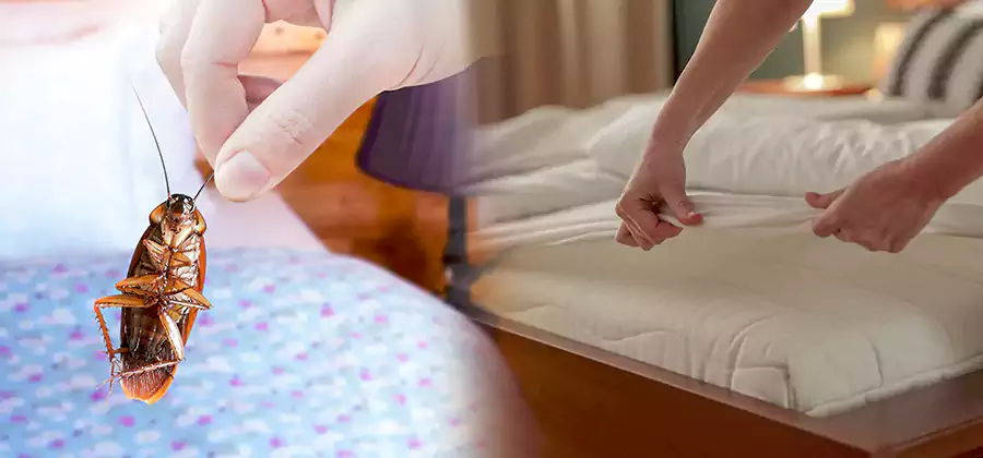 Bed Bug Home Extermination Service in Redan