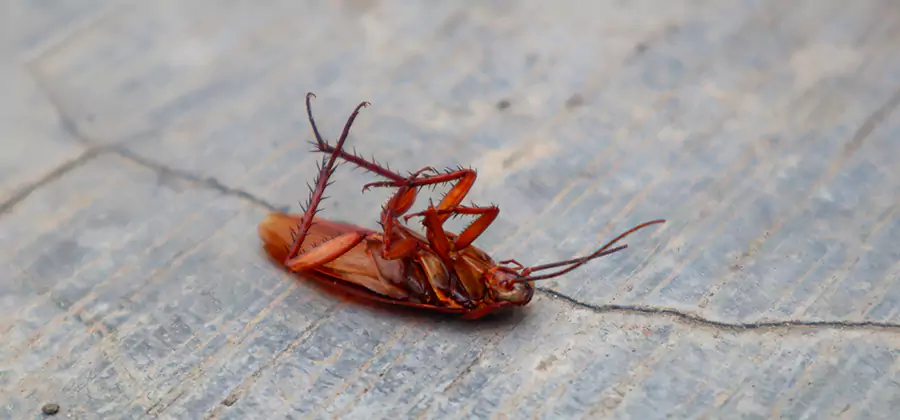 Cockroach Eradication for Commercial Properties in Redan