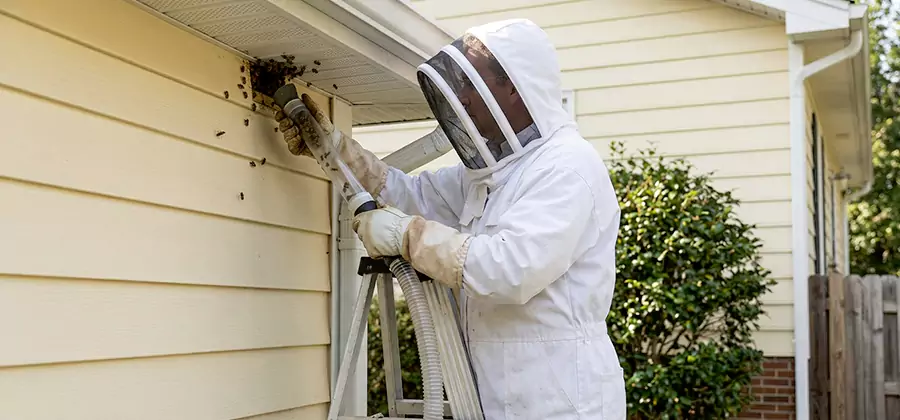Wasp Nest in Wall Removal in Redan