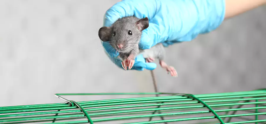 Humane Rat Trapping in Redan