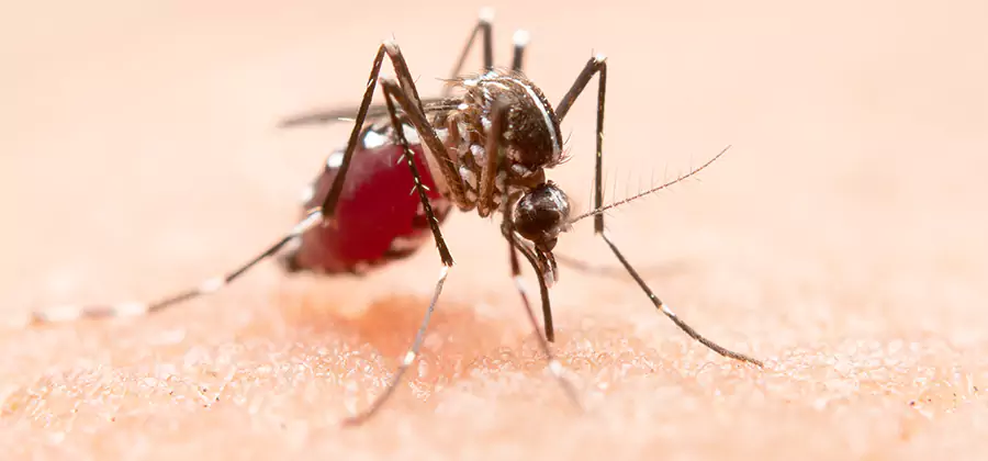 Indoor Mosquito Killer and Interior Control in Redan