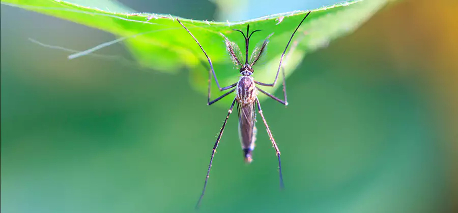 Pest and Mosquito Control for Yard and Patio in Redan