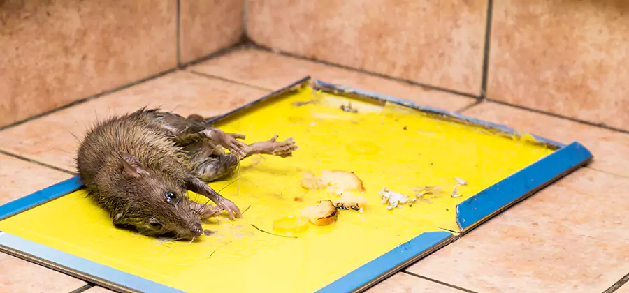 Mouse and Rat Control in Redan