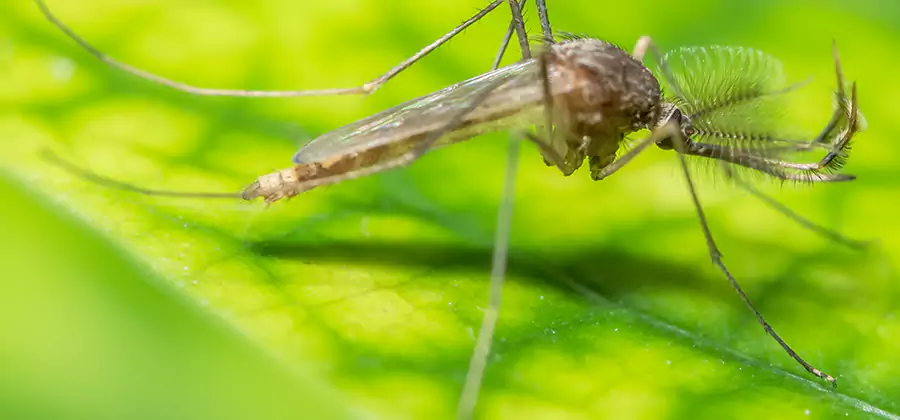Herbal Mosquito Repellent Treatment in Redan