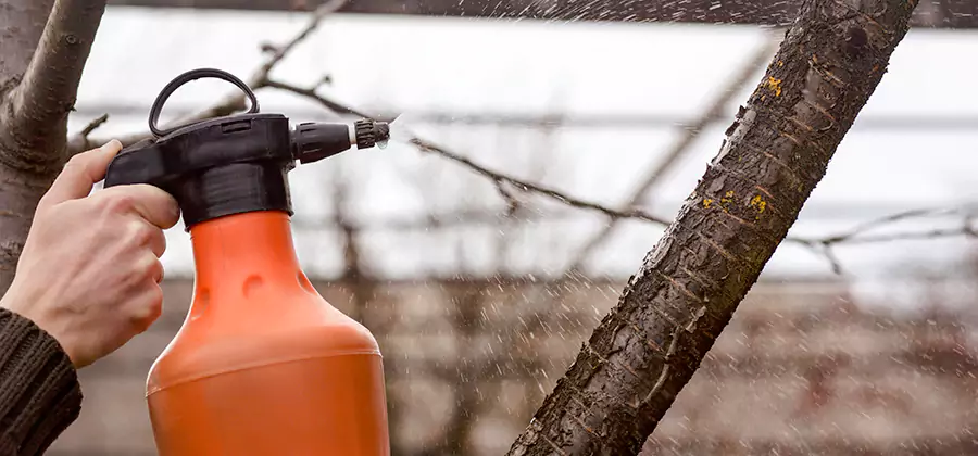Orange Oil Structural Cavity Treatment in Redan