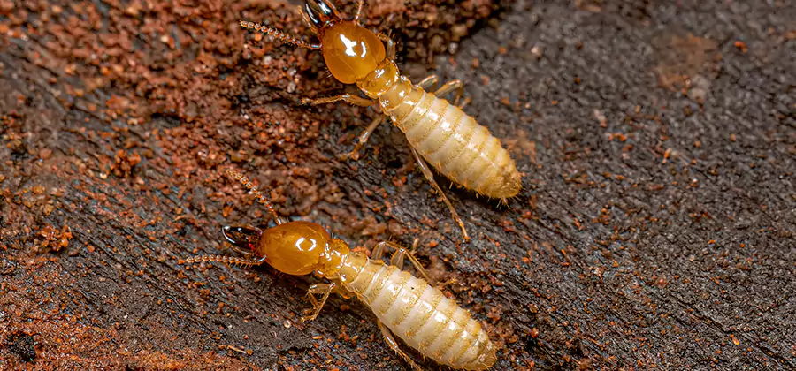 Natural Ant Hill Killer Treatment in Redan