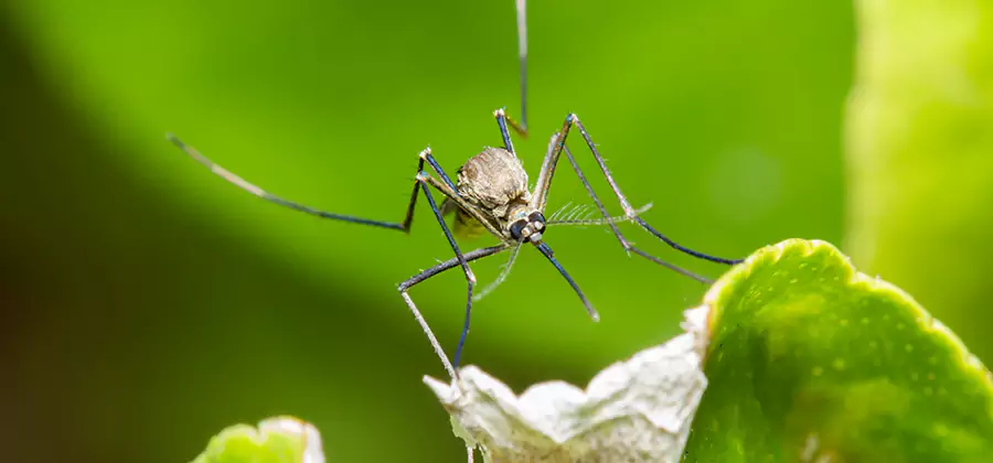 Natural Outdoor Mosquito Repellent in Redan