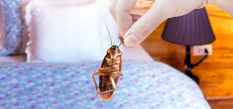 Bed Bug Inspection in Redan