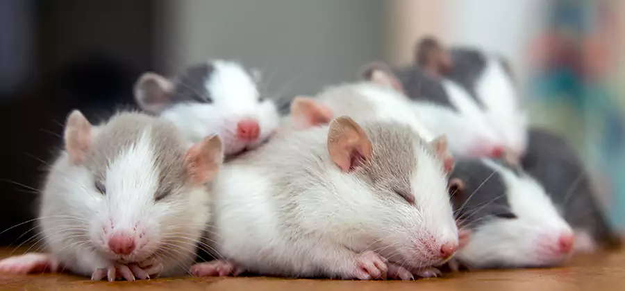 Rat Infestation Exclusion Service in Redan