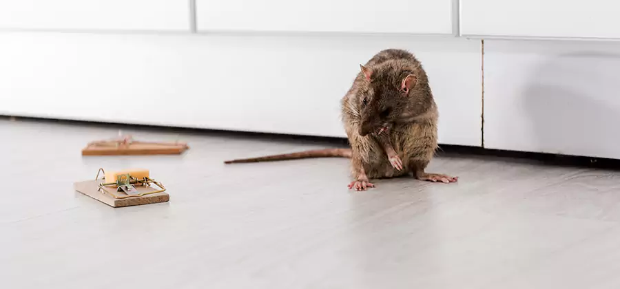 Rat Baiting Removal Service in Redan