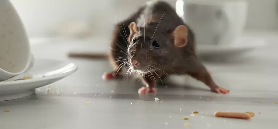 Attic Rat Exclusion Service in Redan