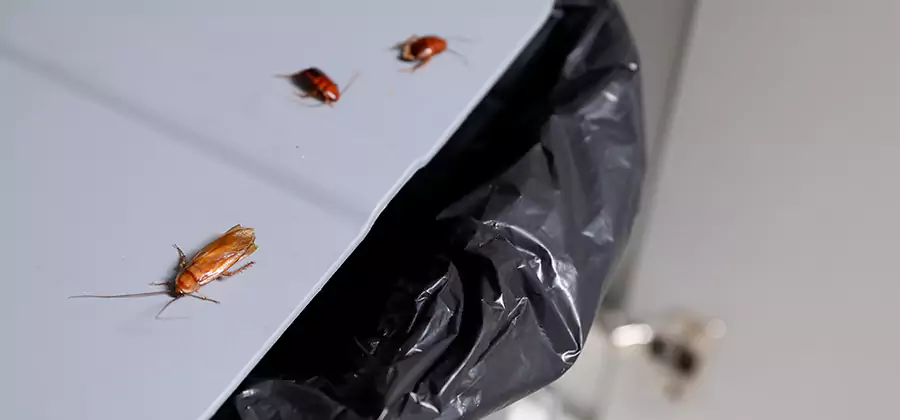German Roach Pest Control in Redan