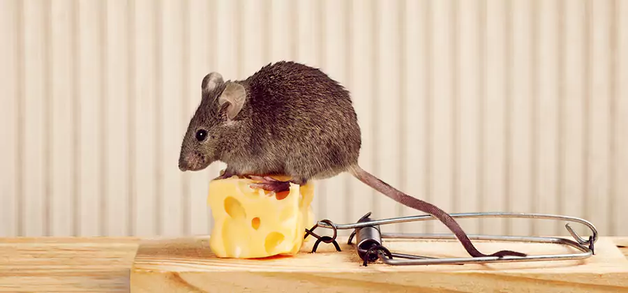 Commercial Rodent Exclusion Services in Redan
