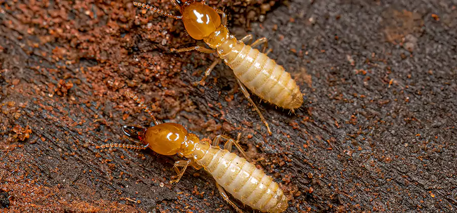 Sentricon Residential Termite Control in Redan