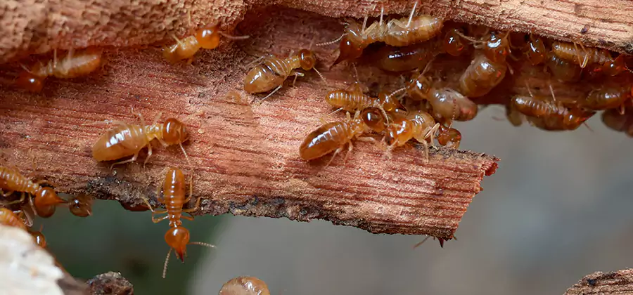Perimeter Soil Termite Treatment in Redan