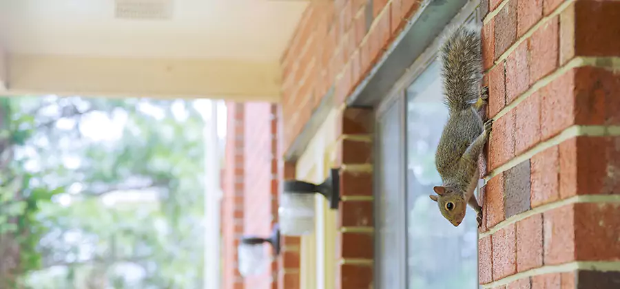 Squirrel Inside Walls Removal in Redan