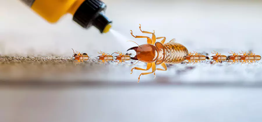 Foundation Termite Spraying Control in Redan