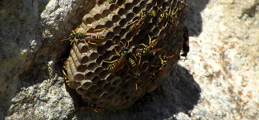 Wasp Nest in Tree Removal Redan