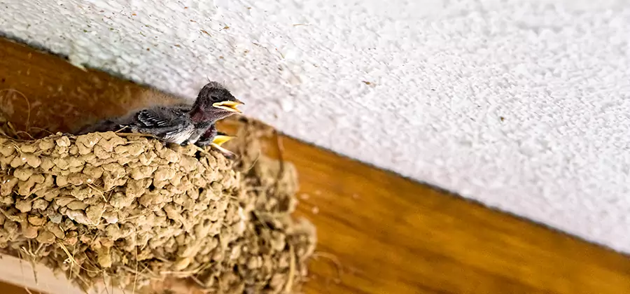 Bird Removal From House in Redan