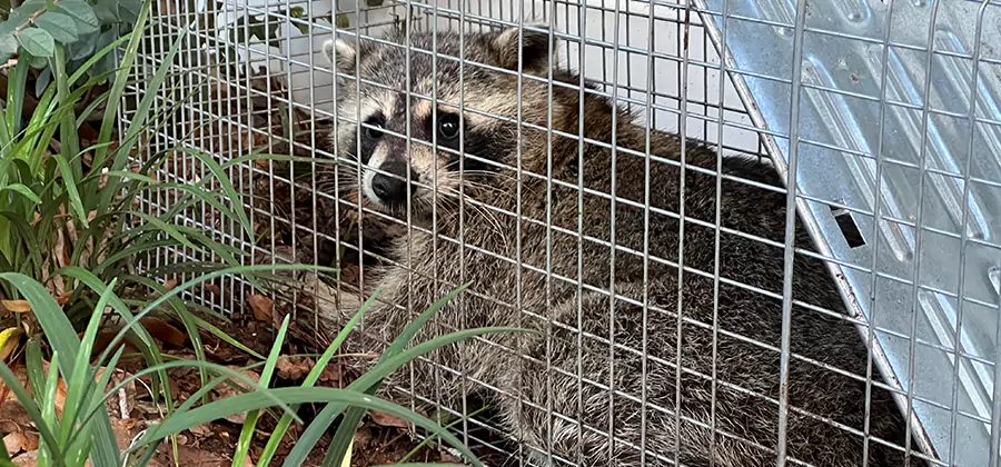 Wildlife Relocation Services in Redan