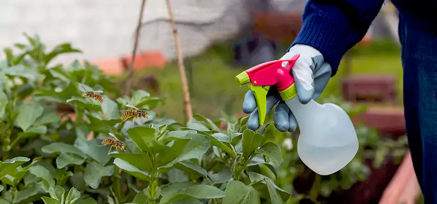 Yellow Jacket Pest Removal for Commercial Properties in Redan