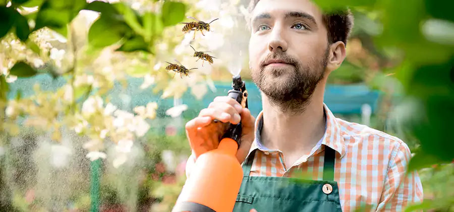 Yellow Jacket Wasp Removal in Redan