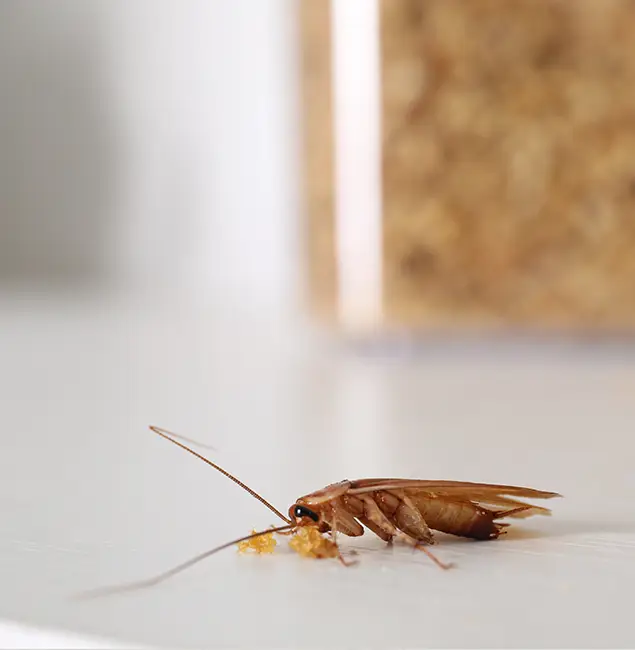 Why Red Ant Pest Control Pros Stands Out in Redan, GA?