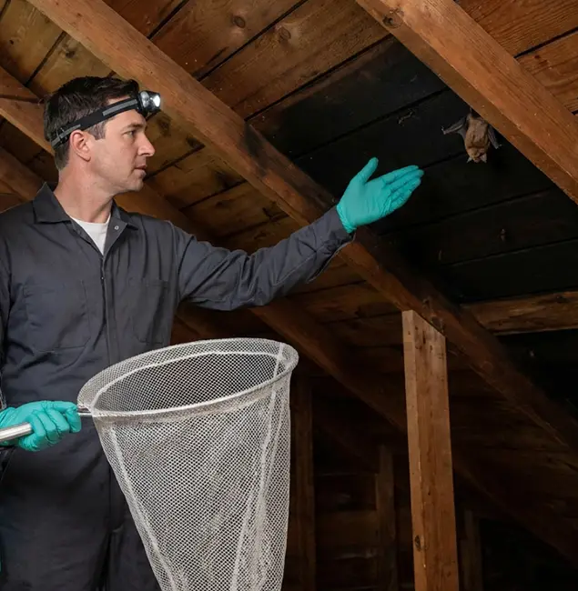Why Red Ant Pest Control Pros Is the Right Choice in Redan, GA?
