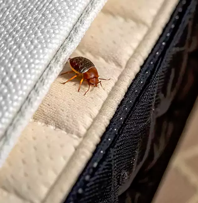 Why Choose Red Ant Pest Control Pros for Bed Bug Treatment at Home in Redan, GA?