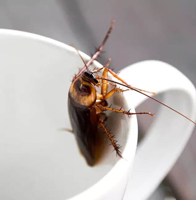 Why Redan, GA Residents Trust Red Ant Pest Control Pros for Cockroach Fumigation?