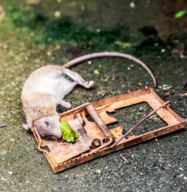 Why Redan, GA Homeowners Trust Red Ant Pest Control Pros for Rodent Removal?