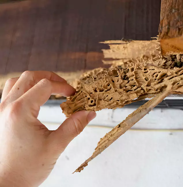 Why Choose Red Ant Pest Control Pros in Redan, GA?