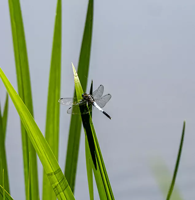Why Redan Families Trust Red Ant Pest Control Pros for Mosquito Prevention?
