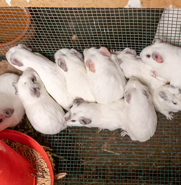 Why Choose Red Ant Pest Control Pros for Rat Infestation in Redan, GA?