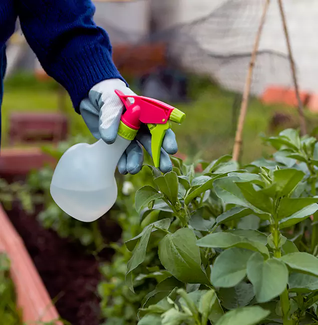 Why Redan Relies on Red Ant Pest Control Pros for Wasp Control Services?