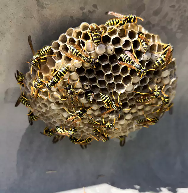 Why Redan Chooses Red Ant Pest Control Pros for Wasp Control Services?