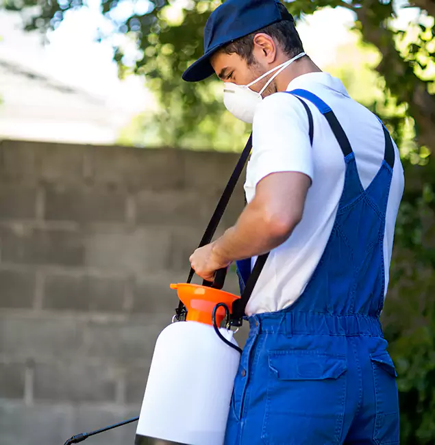 Why Red Ant Pest Control Pros Is the Right Choice for Yellow Jacket Removal in Redan, GA?