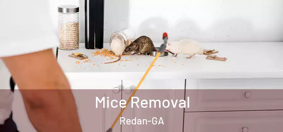 Mice Removal Redan-GA