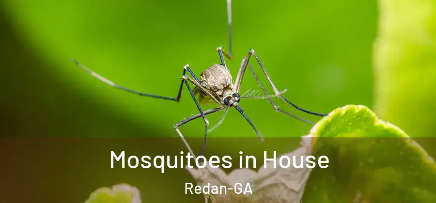 Mosquitoes in House Redan-GA